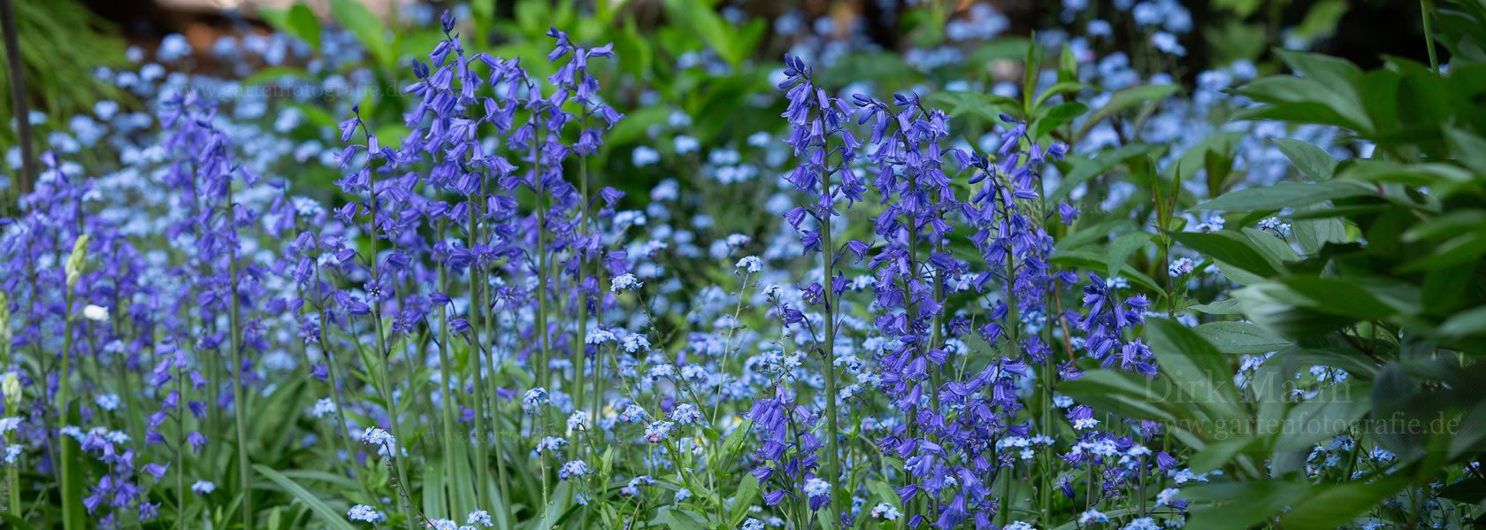 Hyacinthoides / Hasenglöckchen aus der Kräuter- und Staudengärtnerei in Sachsen bei Dresden