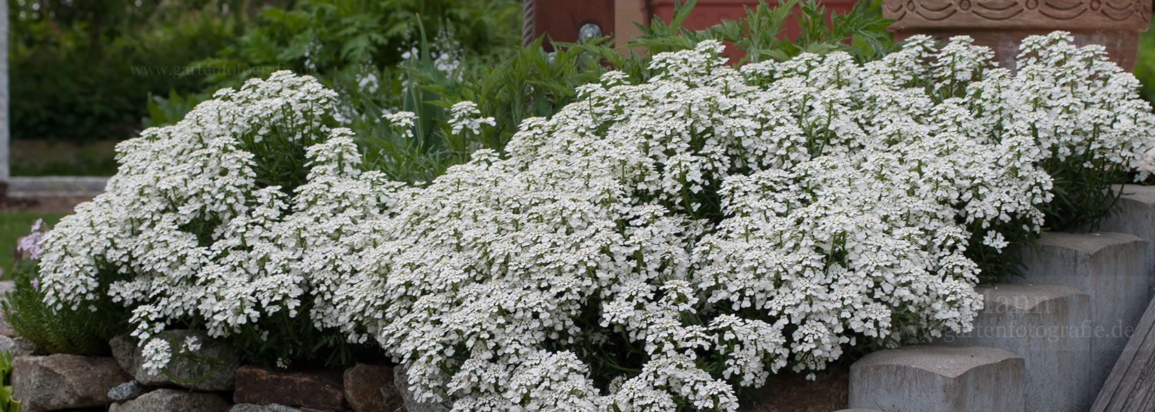 Iberis / Schleifenblume aus der Kräuter- und Staudengärtnerei in Sachsen bei Dresden
