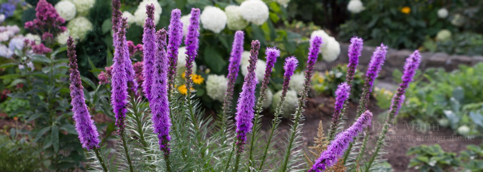 Liatris / Scharte aus der Kräuter- und Staudengärtnerei in Sachsen bei Dresden