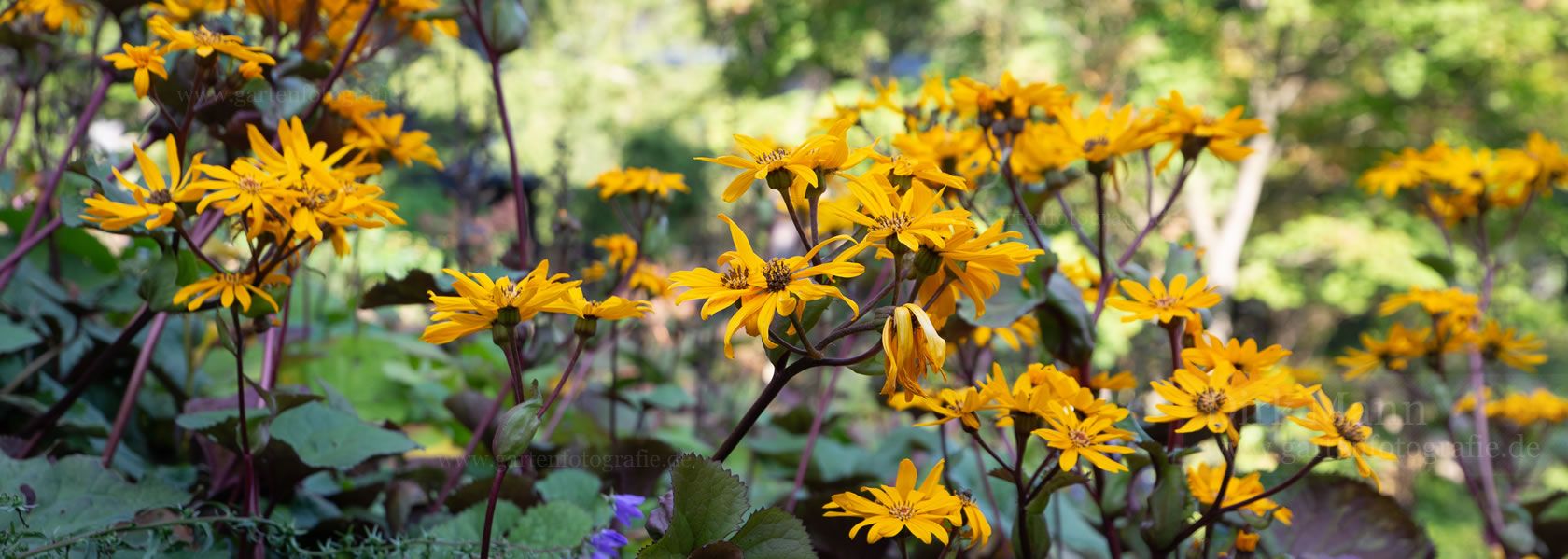 Ligularia / Goldkolben aus der Kräuter- und Staudengärtnerei in Sachsen bei Dresden