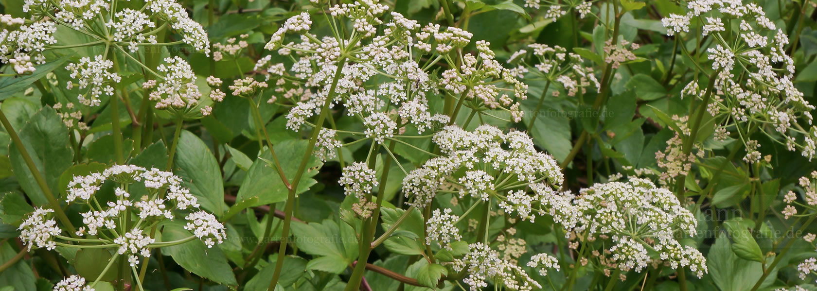 Ligusticum / Mutterwurz aus der Kräuter- und Staudengärtnerei in Sachsen bei Dresden