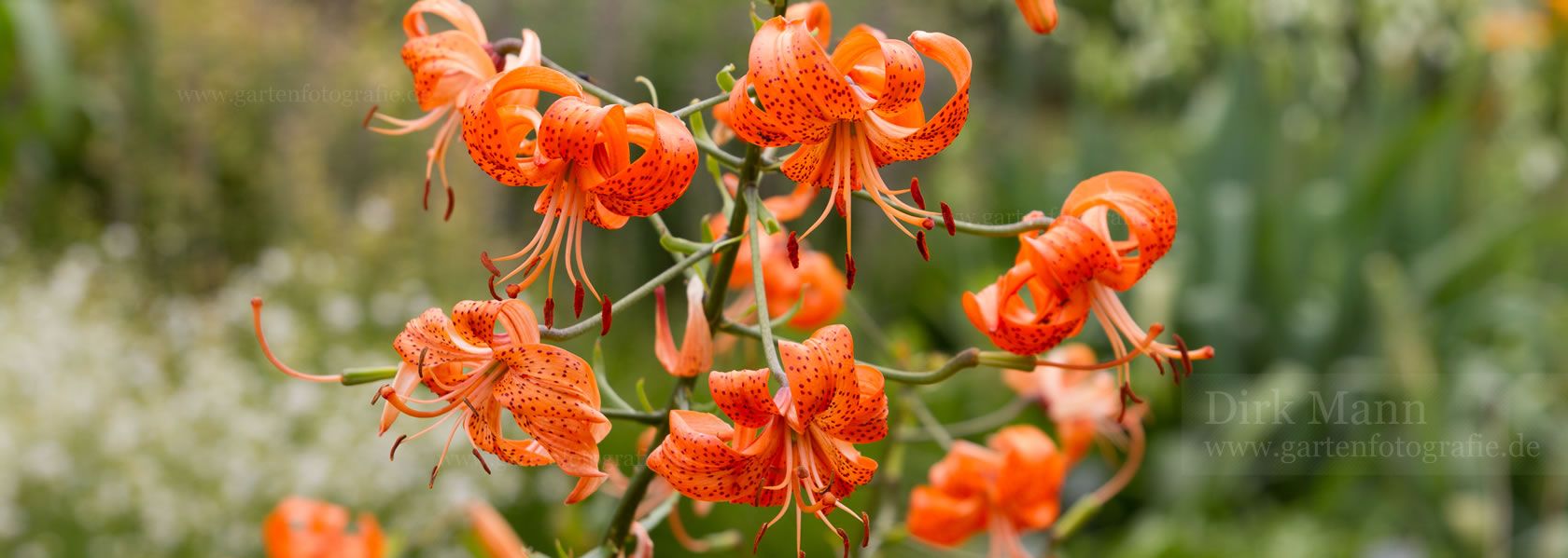 Lilium / Lilie(n) aus der Kräuter- und Staudengärtnerei in Sachsen bei Dresden