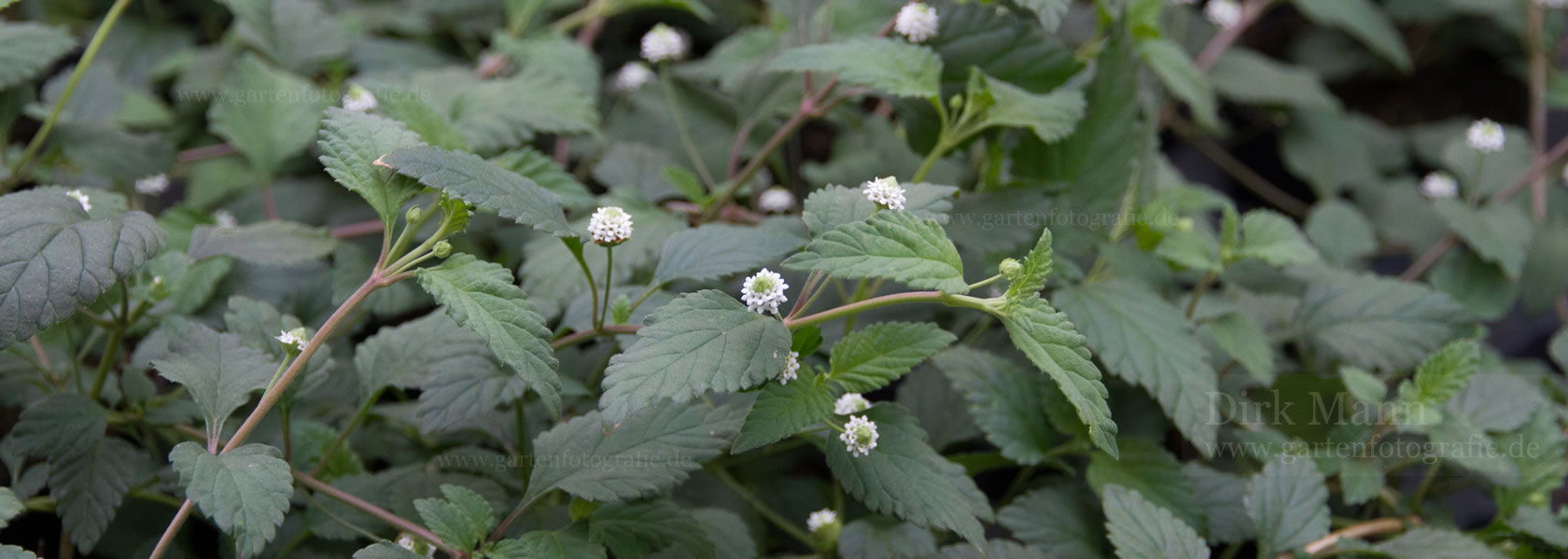 Lippia / Verbene aus der Kräuter- und Staudengärtnerei in Sachsen bei Dresden