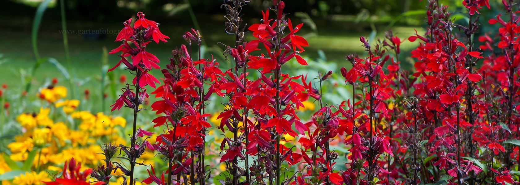 Lobelia / Lobelie aus der Kräuter- und Staudengärtnerei in Sachsen bei Dresden