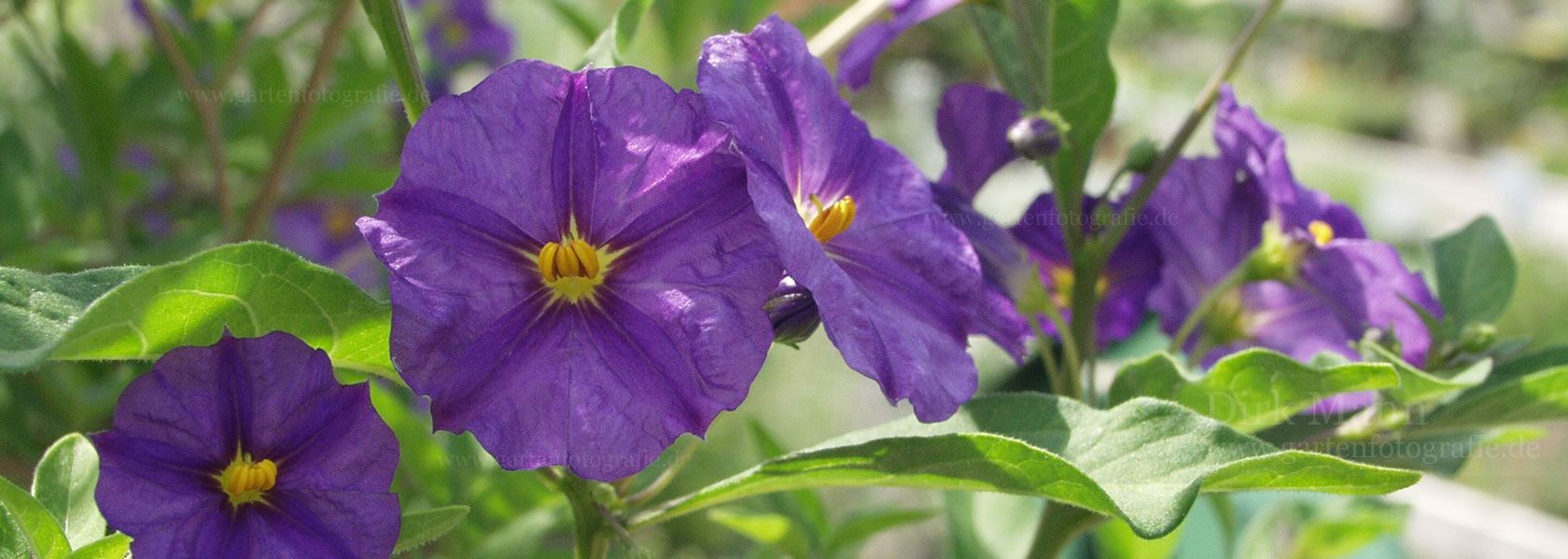 Lycianthes / Enzianstrauch aus der Kräuter- und Staudengärtnerei in Sachsen bei Dresden