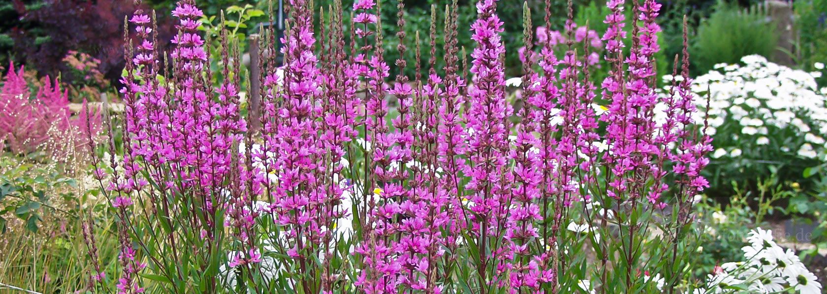 Lythrum / Weiderich aus der Kräuter- und Staudengärtnerei in Sachsen bei Dresden