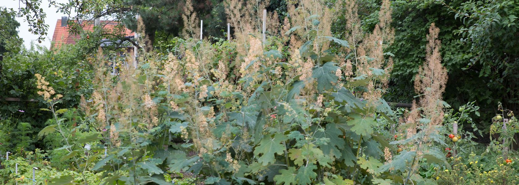Macleaya / Federmohn aus der Kräuter- und Staudengärtnerei in Sachsen bei Dresden