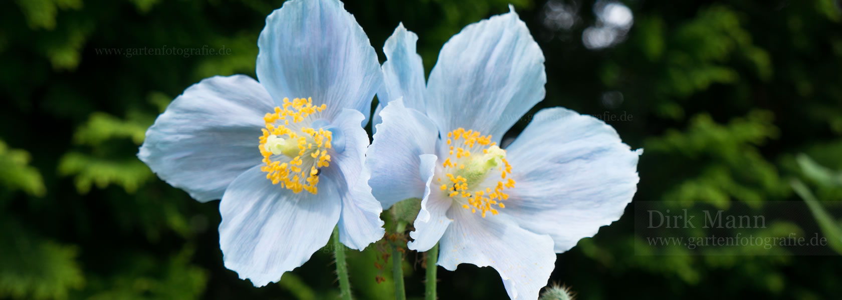 Meconopsis / Scheinmohn aus der Kräuter- und Staudengärtnerei in Sachsen bei Dresden
