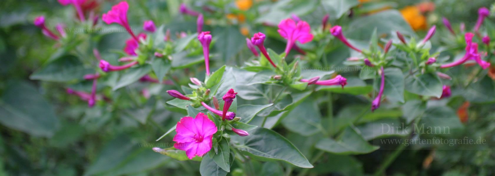 Mirabilis / Wunderblume aus der Kräuter- und Staudengärtnerei in Sachsen bei Dresden
