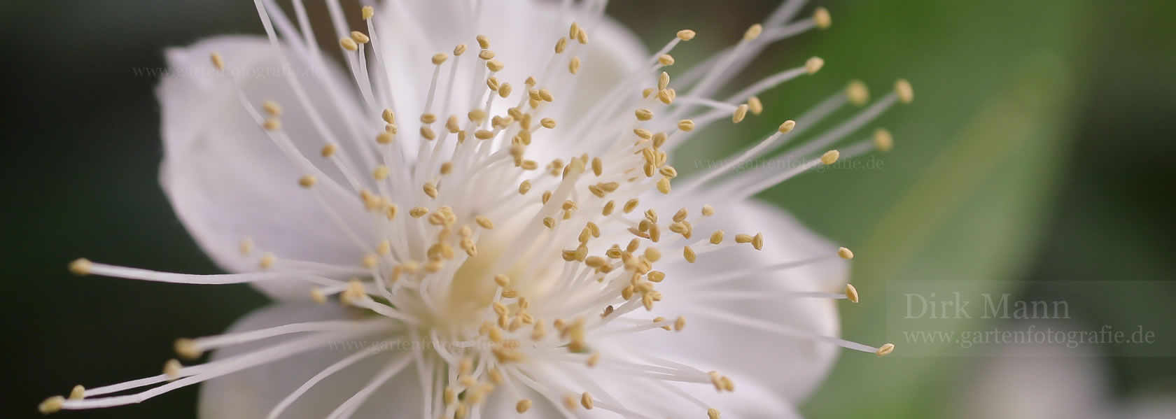 Myrtus / Myrte aus der Kräuter- und Staudengärtnerei in Sachsen bei Dresden