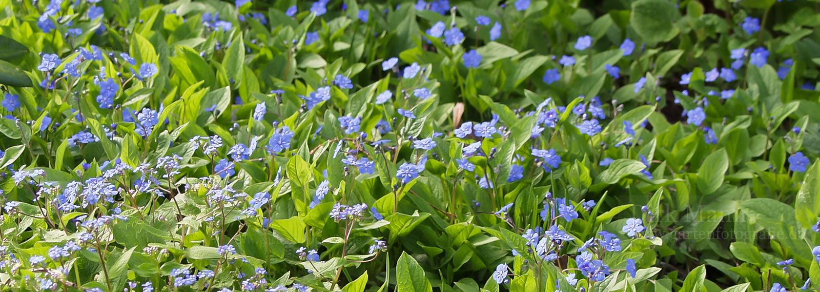 Omphalodes / Gedenkgemein aus der Kräuter- und Staudengärtnerei in Sachsen bei Dresden