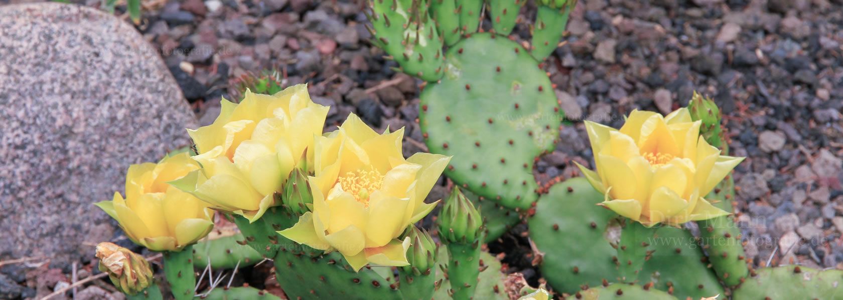 Opuntia / Opuntie aus der Kräuter- und Staudengärtnerei in Sachsen bei Dresden