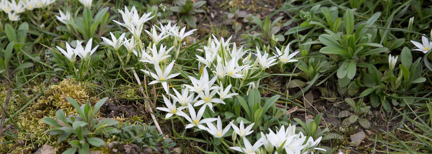 Ornithogalum / Milchstern aus der Kräuter- und Staudengärtnerei in Sachsen bei Dresden