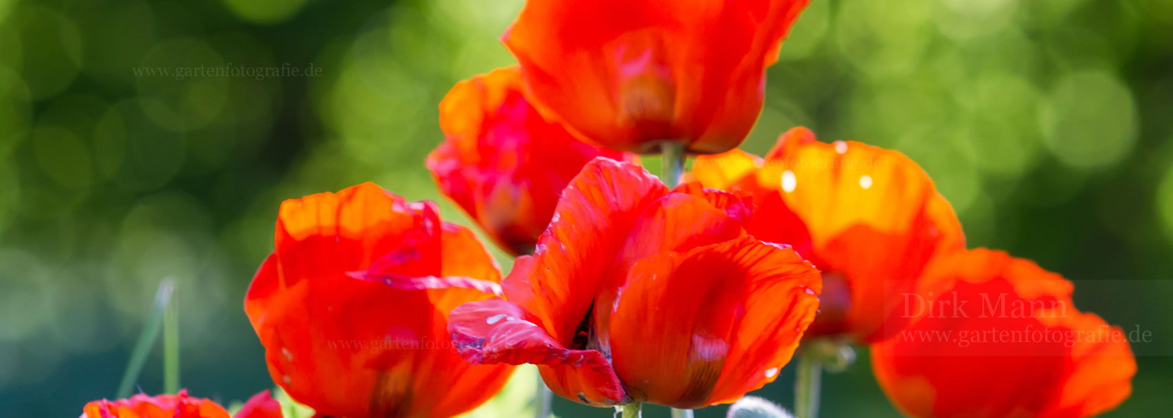 Papaver / Mohn aus der Kräuter- und Staudengärtnerei in Sachsen bei Dresden