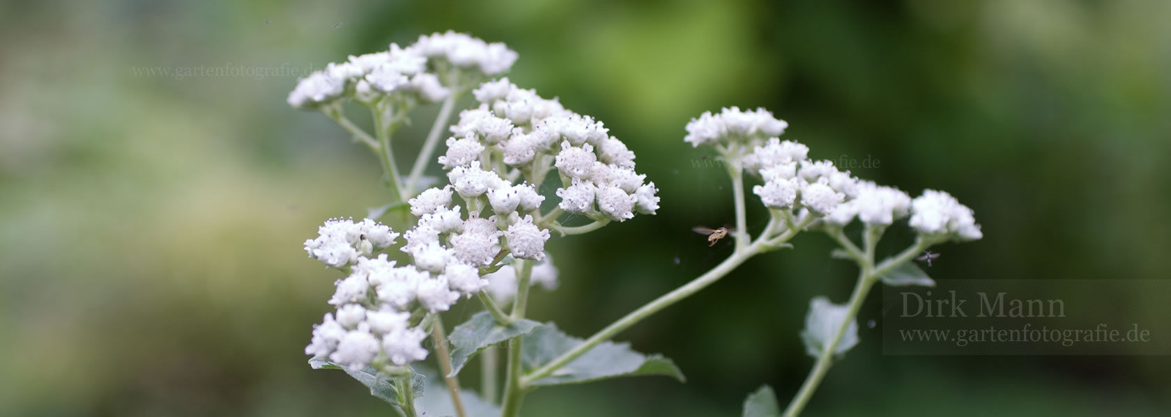 Parthenium / aus der Kräuter- und Staudengärtnerei in Sachsen bei Dresden