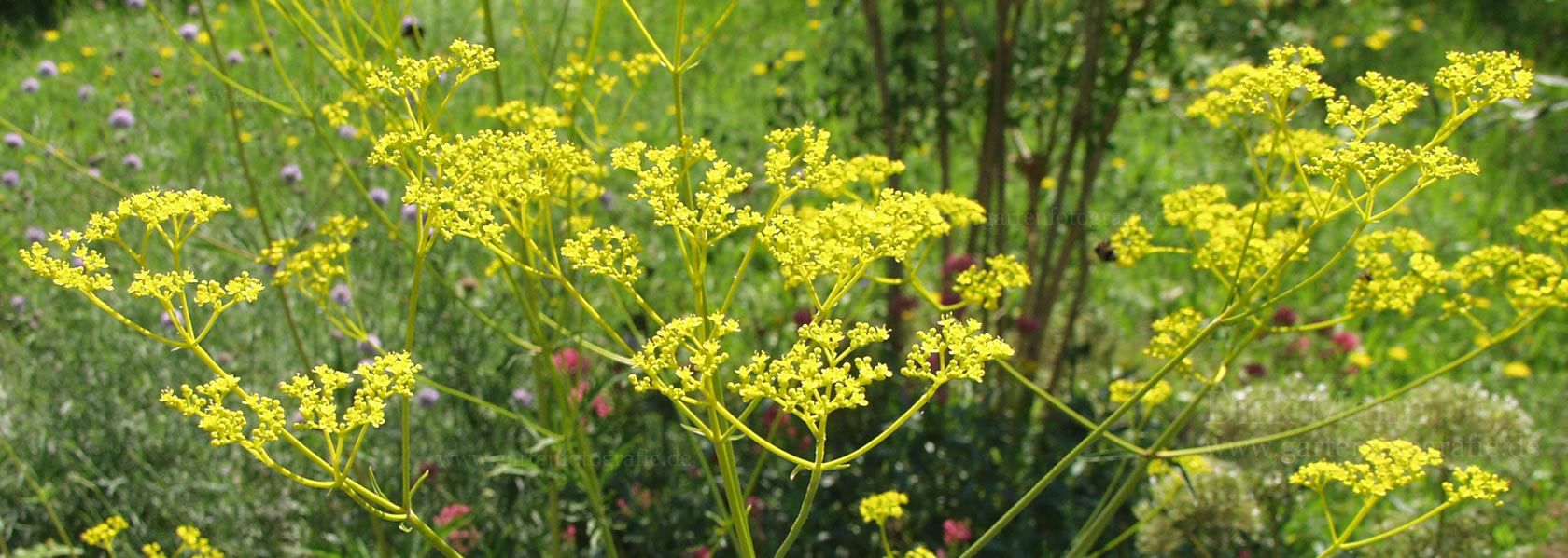 Patrinia / Goldbaldrian aus der Kräuter- und Staudengärtnerei in Sachsen bei Dresden