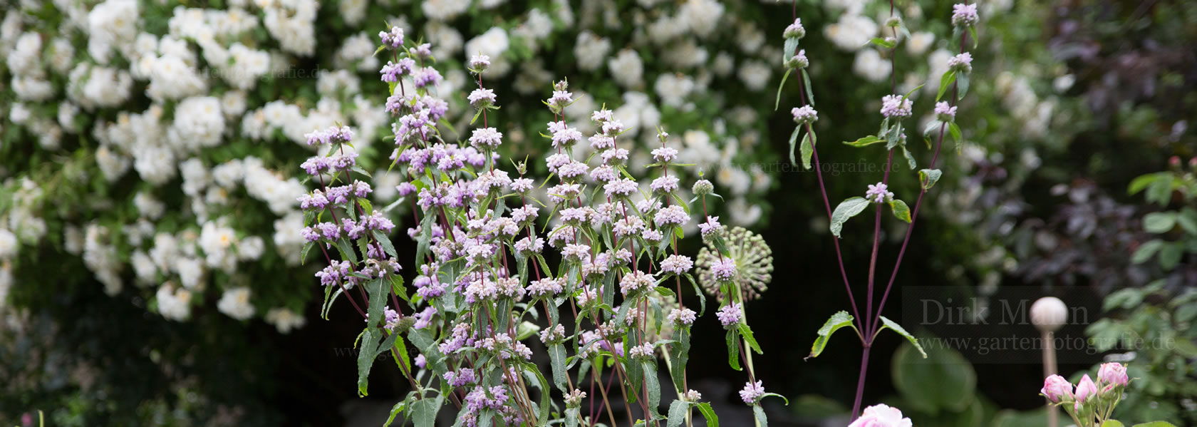 Phlomis / Brandkraut aus der Kräuter- und Staudengärtnerei in Sachsen bei Dresden