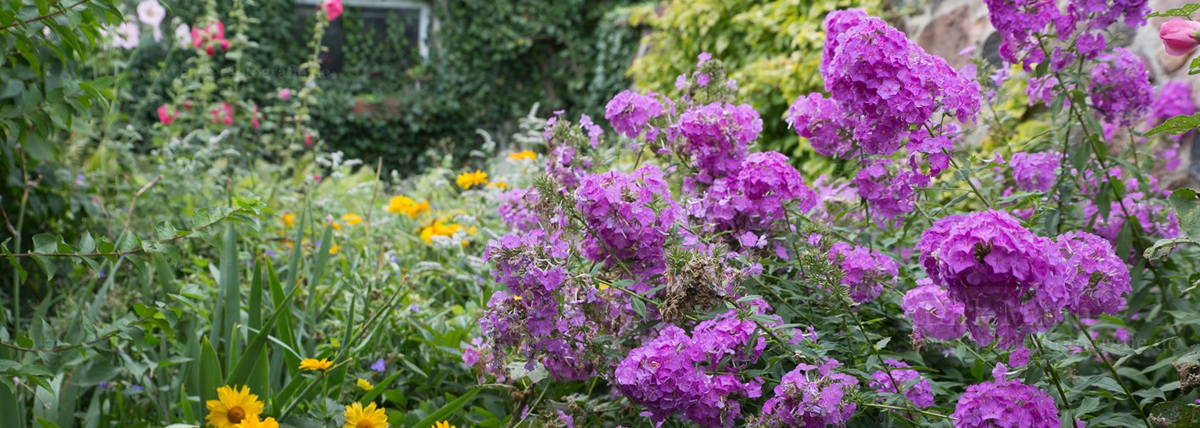 Phlox / Flammenblume aus der Kräuter- und Staudengärtnerei in Sachsen bei Dresden