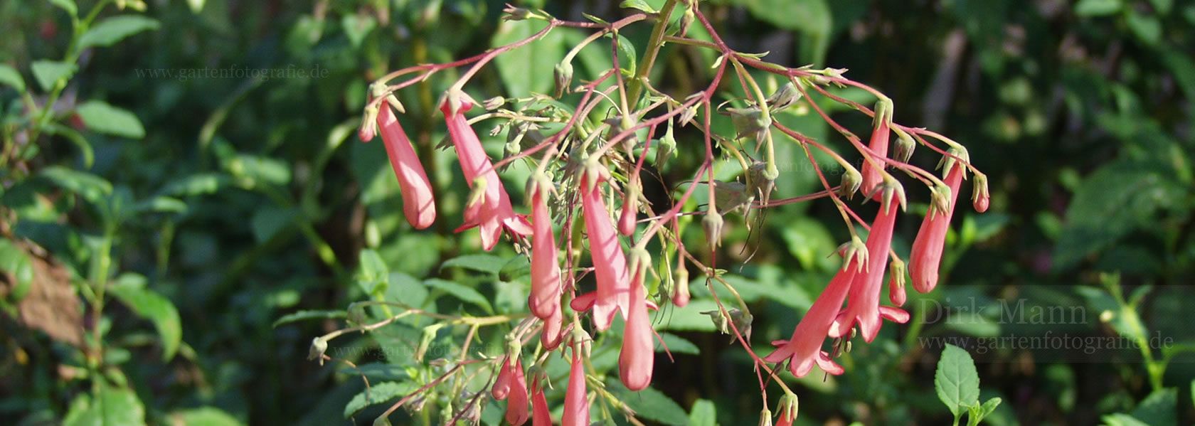 Phygelius / Kap-Fuchsie aus der Kräuter- und Staudengärtnerei in Sachsen bei Dresden