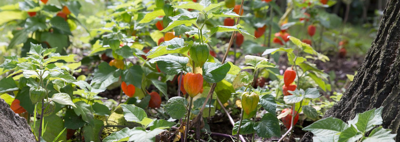 Physalis / Blasenkirsche aus der Kräuter- und Staudengärtnerei in Sachsen bei Dresden