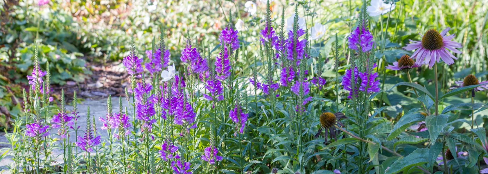Physostegia / Gelenkblume aus der Kräuter- und Staudengärtnerei in Sachsen bei Dresden
