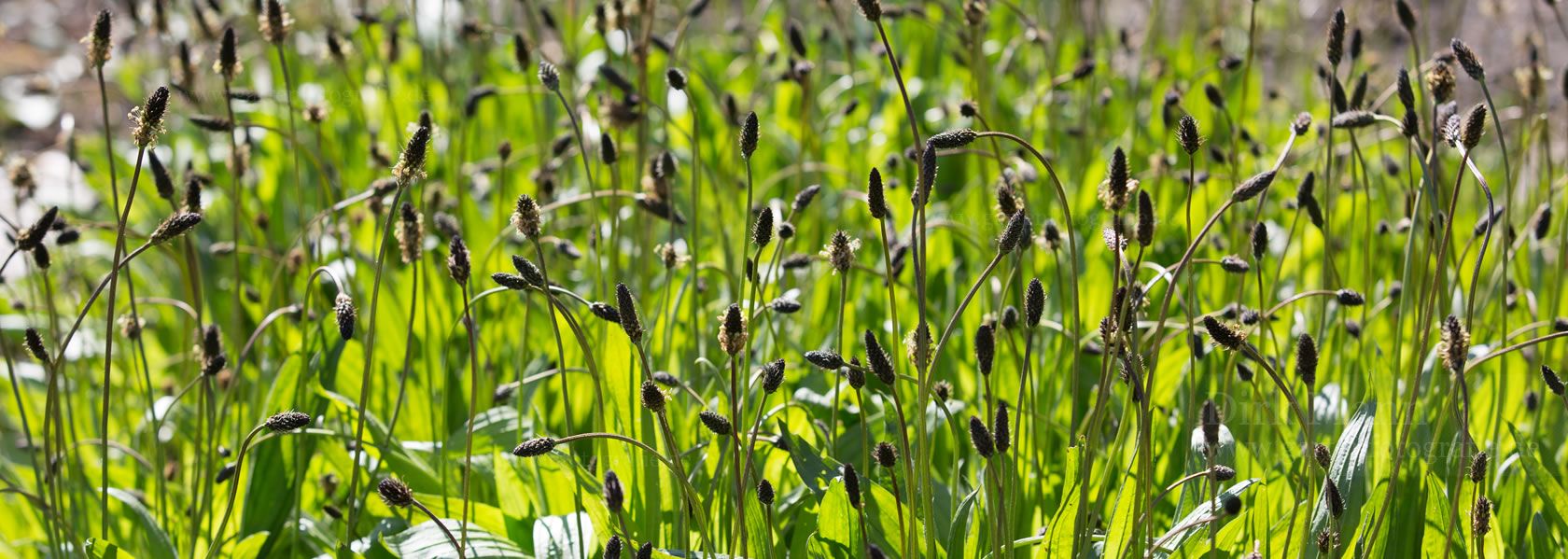 Plantago / Wegerich aus der Kräuter- und Staudengärtnerei in Sachsen bei Dresden