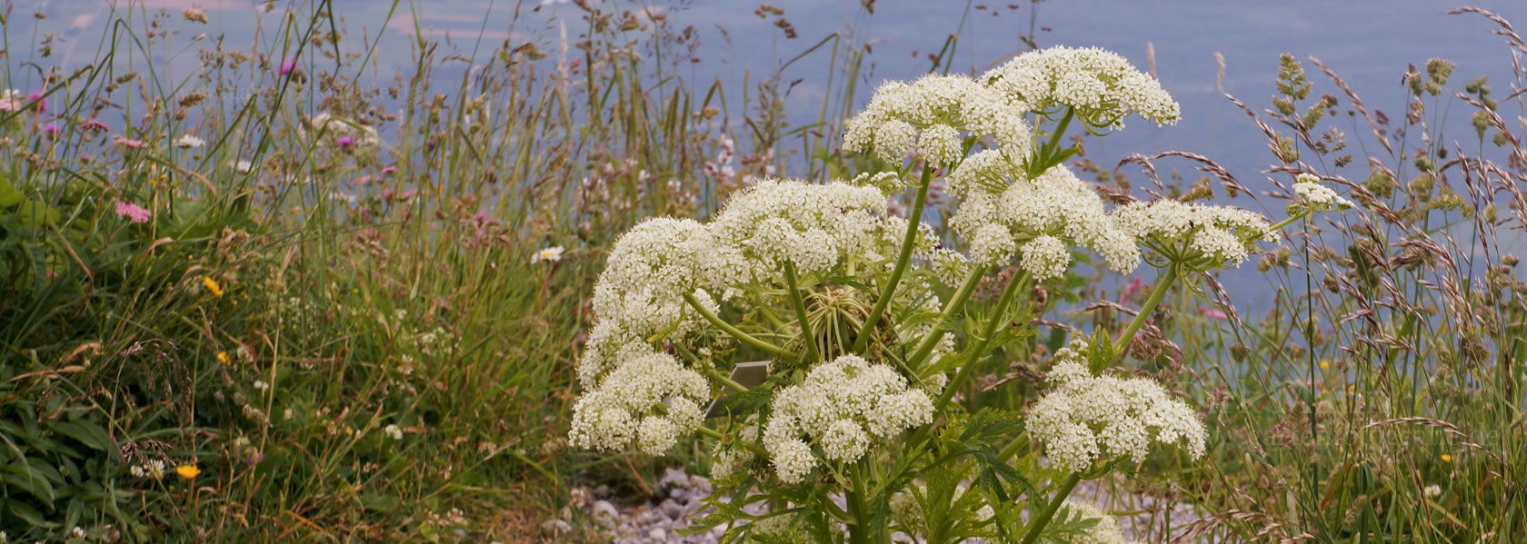 Pleurospermum / Rippensame aus der Kräuter- und Staudengärtnerei in Sachsen bei Dresden