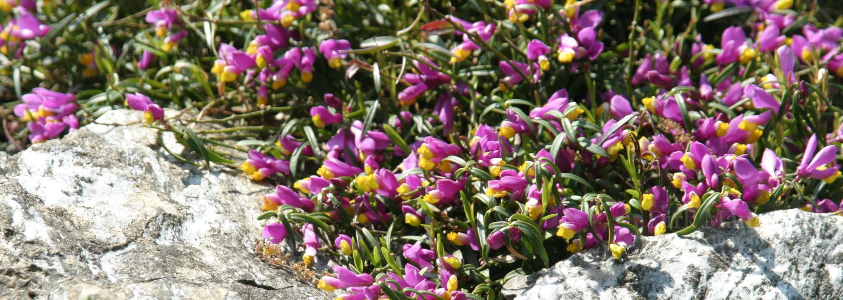 Polygala / Kreuzblume aus der Kräuter- und Staudengärtnerei in Sachsen bei Dresden