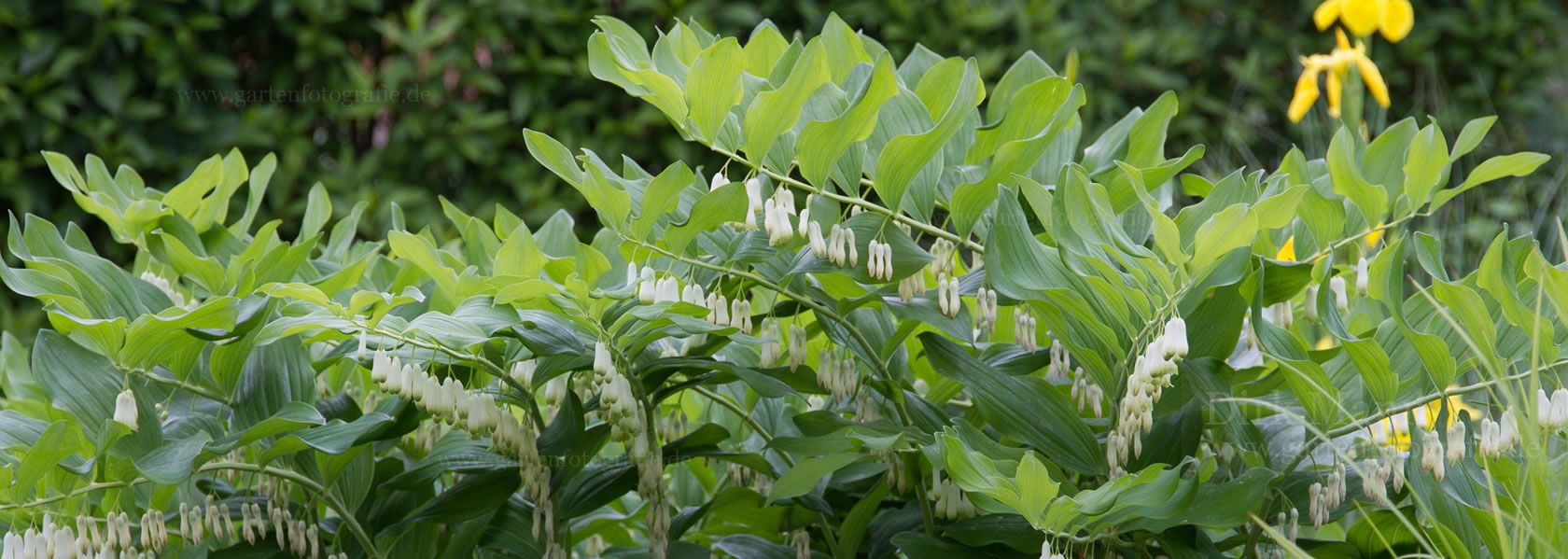 Polygonatum / Weißwurz aus der Kräuter- und Staudengärtnerei in Sachsen bei Dresden
