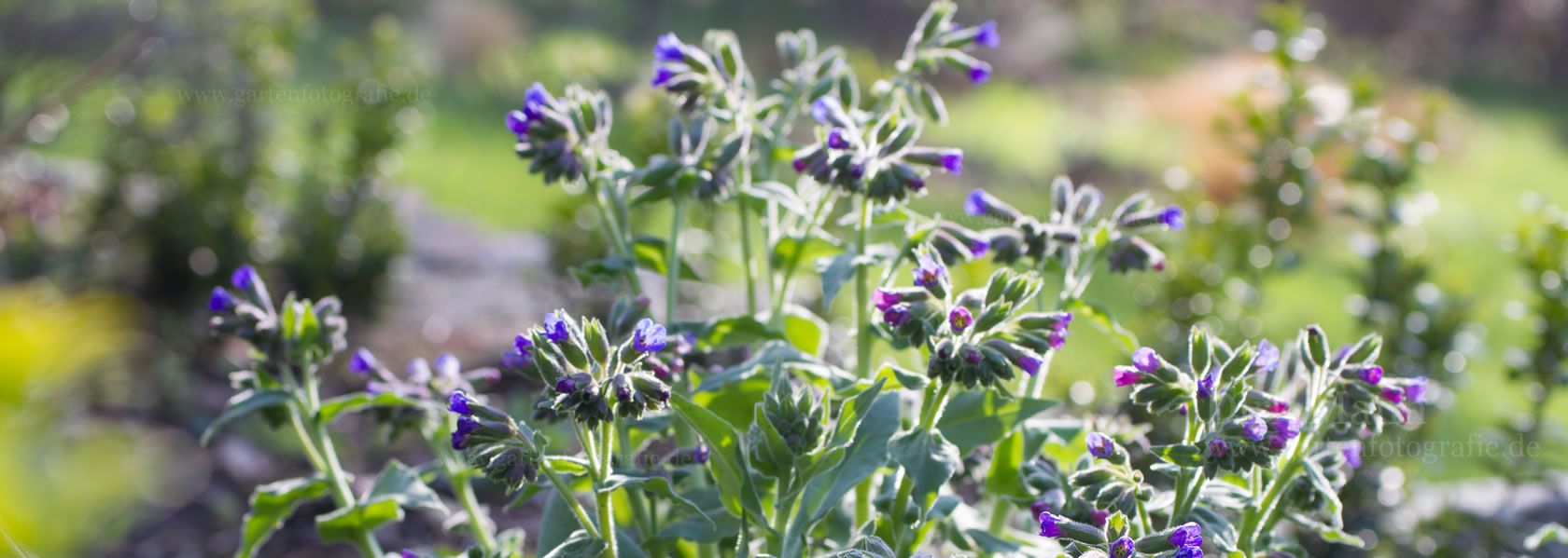 Pulmonaria / Lungenkraut aus der Kräuter- und Staudengärtnerei in Sachsen bei Dresden