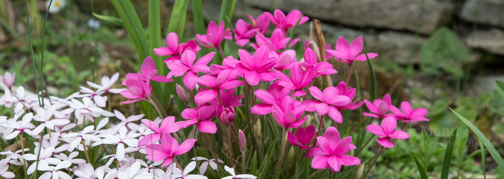 Rhodohypoxis / Grasstern aus der Kräuter- und Staudengärtnerei in Sachsen bei Dresden