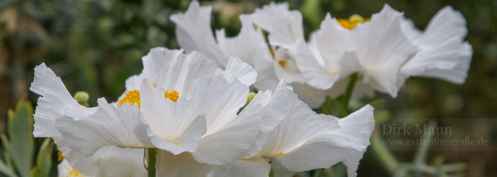 Romneya / Strauchmohn aus der Kräuter- und Staudengärtnerei in Sachsen bei Dresden