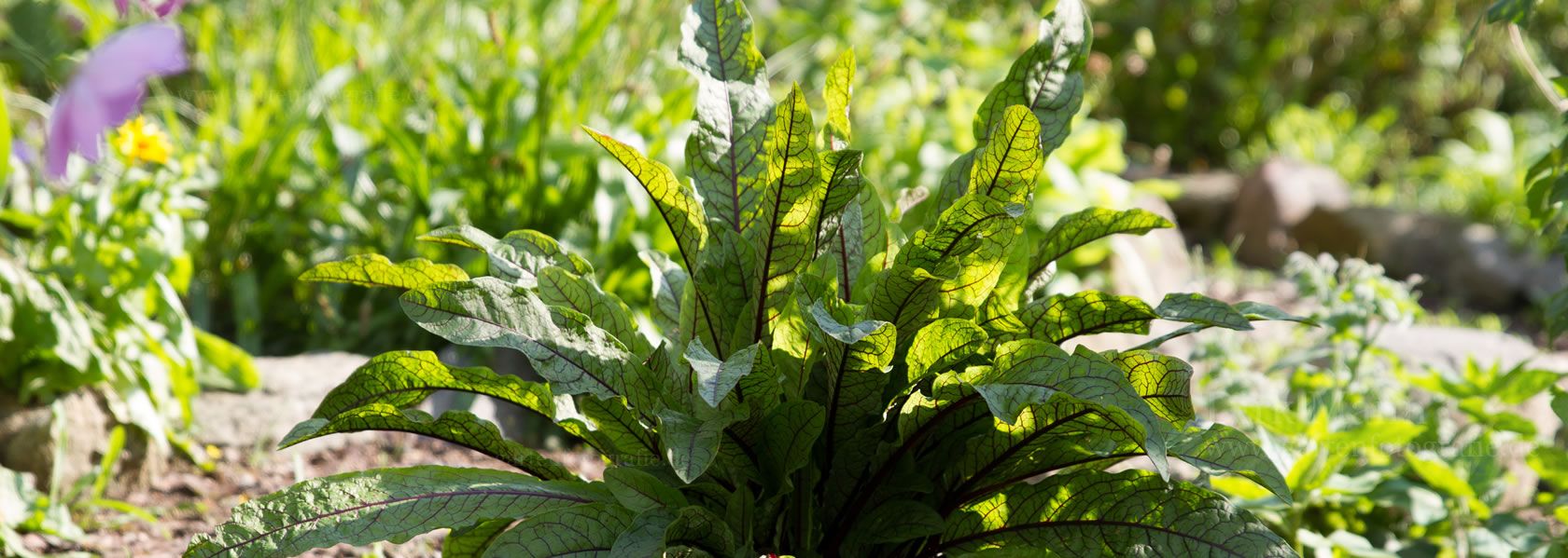Rumex / Ampfer aus der Kräuter- und Staudengärtnerei in Sachsen bei Dresden