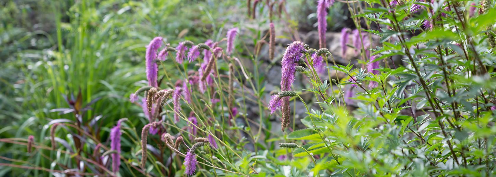 Sanguisorba / Wiesenknopf aus der Kräuter- und Staudengärtnerei in Sachsen bei Dresden
