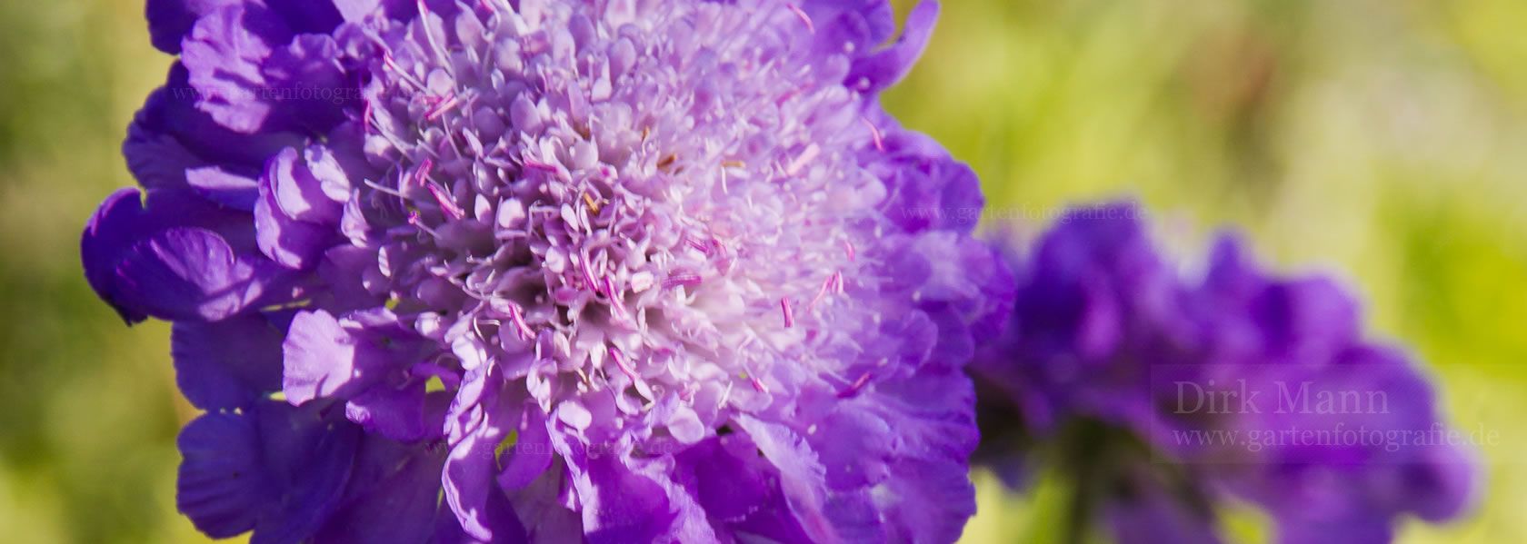 Scabiosa / Skabiose aus der Kräuter- und Staudengärtnerei in Sachsen bei Dresden