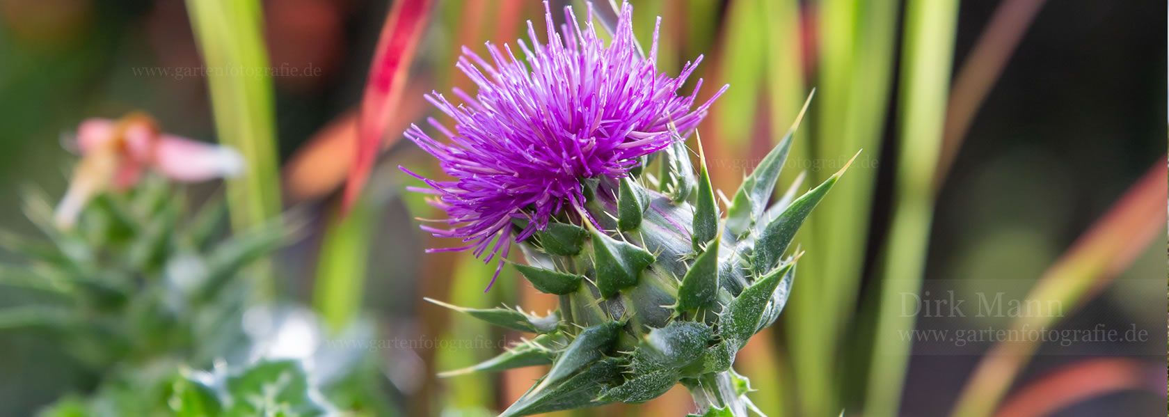 Silybum / Mariendistel aus der Kräuter- und Staudengärtnerei in Sachsen bei Dresden