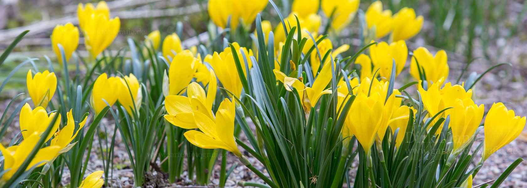 Sternbergia / Gewitterblume aus der Kräuter- und Staudengärtnerei in Sachsen bei Dresden