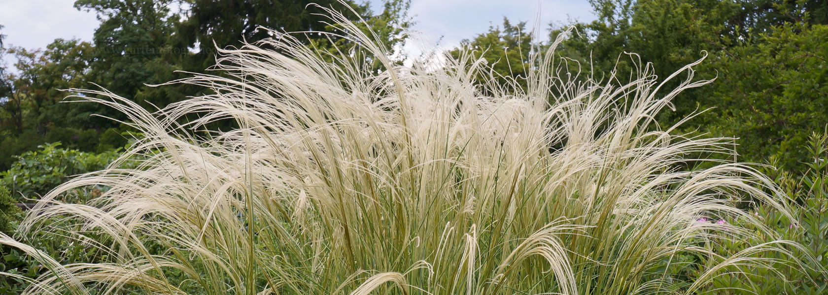 Stipa / Federgras aus der Kräuter- und Staudengärtnerei in Sachsen bei Dresden