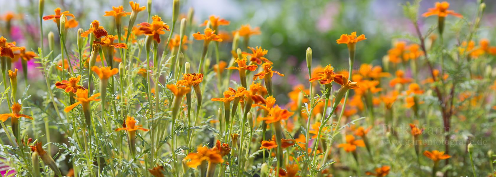 Tagetes / Studentenblume aus der Kräuter- und Staudengärtnerei in Sachsen bei Dresden
