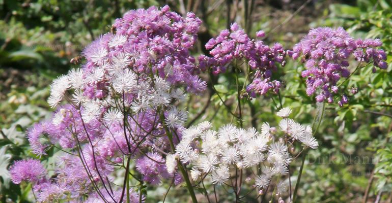 Akelei-Wiesenraute / Thalictrum aquilegiifolium