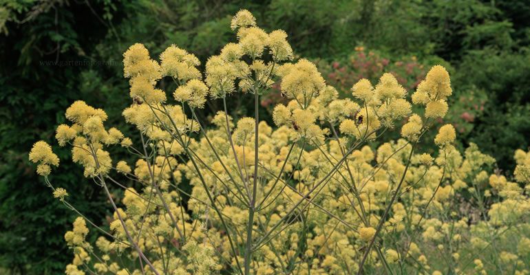 Gelbe Wiesenraute / Thalictrum flavum