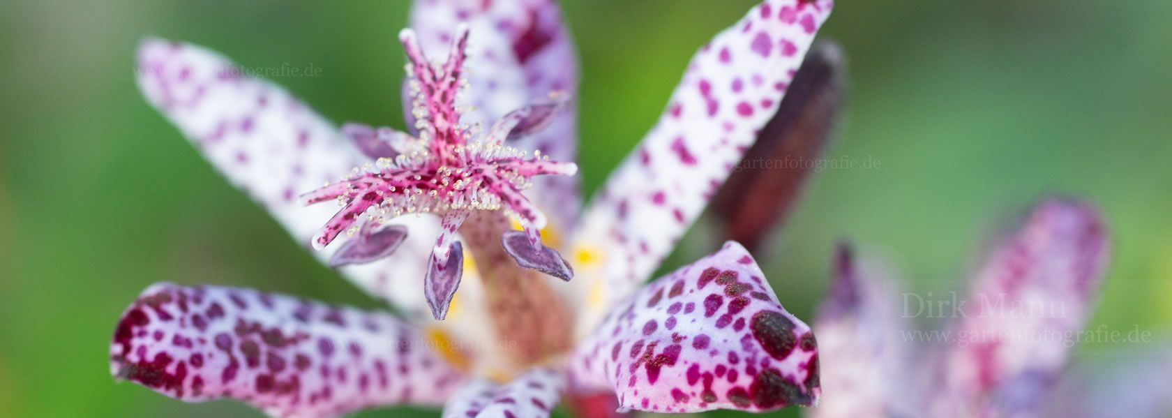 Tricyrtis / Krötenlilie aus der Kräuter- und Staudengärtnerei in Sachsen bei Dresden