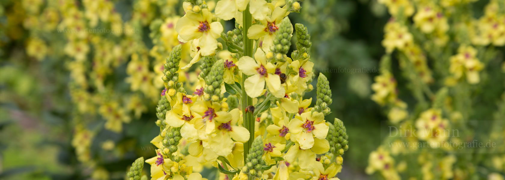 Verbascum / Königskerze aus der Kräuter- und Staudengärtnerei in Sachsen bei Dresden