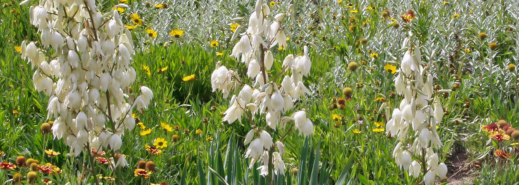 Yucca / Palmlilie aus der Kräuter- und Staudengärtnerei in Sachsen bei Dresden