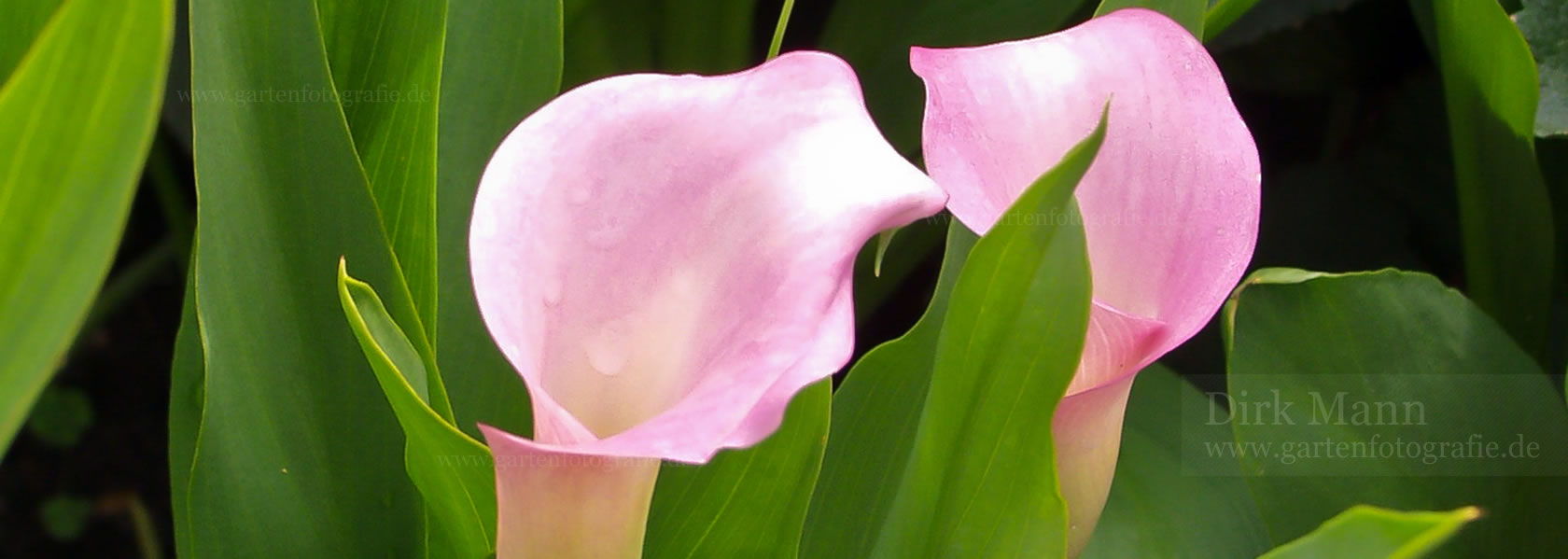 Zantedeschia / Zantedeschie aus der Kräuter- und Staudengärtnerei in Sachsen bei Dresden