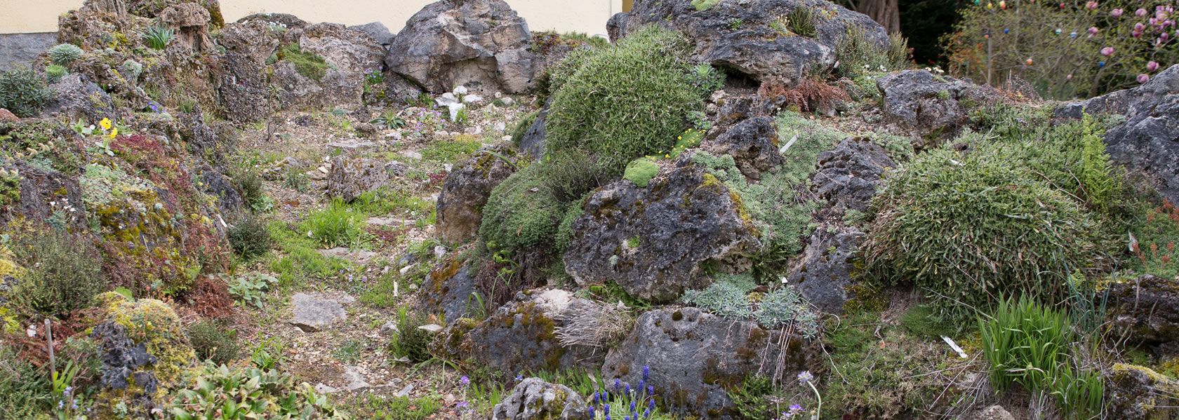  / Alpine Pflanzen aus der Kräuter- und Staudengärtnerei in Sachsen bei Dresden