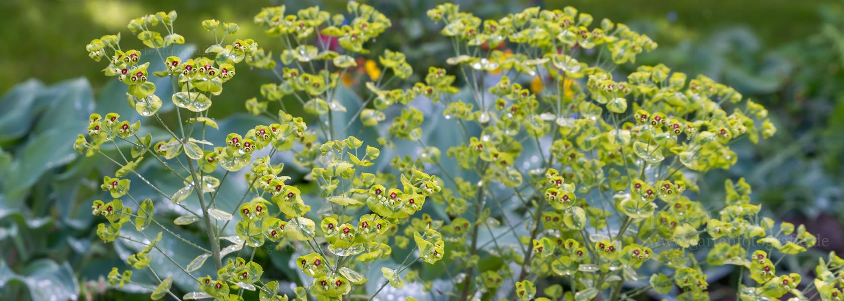 Euphorbia / Wolfsmilch aus der Kräuter- und Staudengärtnerei in Sachsen bei Dresden